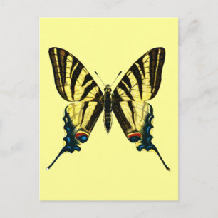 Postal Postcard Iphiclides podalirius