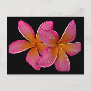 Postal Postcard Kaneohe Sunburst Plumeria