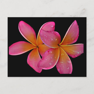 Postal Postcard Kaneohe Sunburst Plumeria