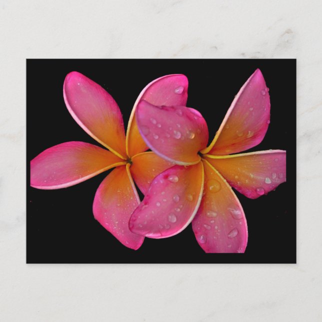 Postal Postcard Kaneohe Sunburst Plumeria (Anverso)