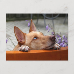 Postal Postcard Kaya