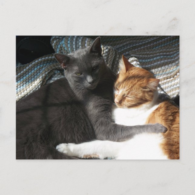 Postal Postcard Kitty (Anverso)