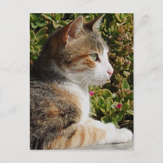 Postal Postcard Kitty (Anverso)
