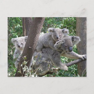 Postal Postcard Koala QLD Australia