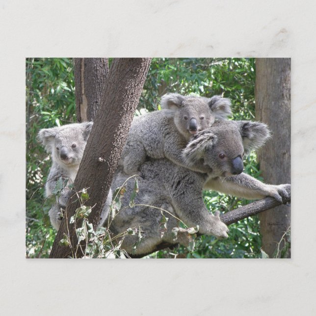 Postal Postcard Koala QLD Australia (Anverso)