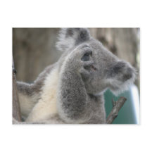 Postcard Koala QLD Australia