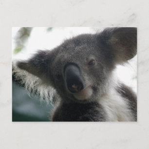 Postal Postcard Koalas QLD Australia