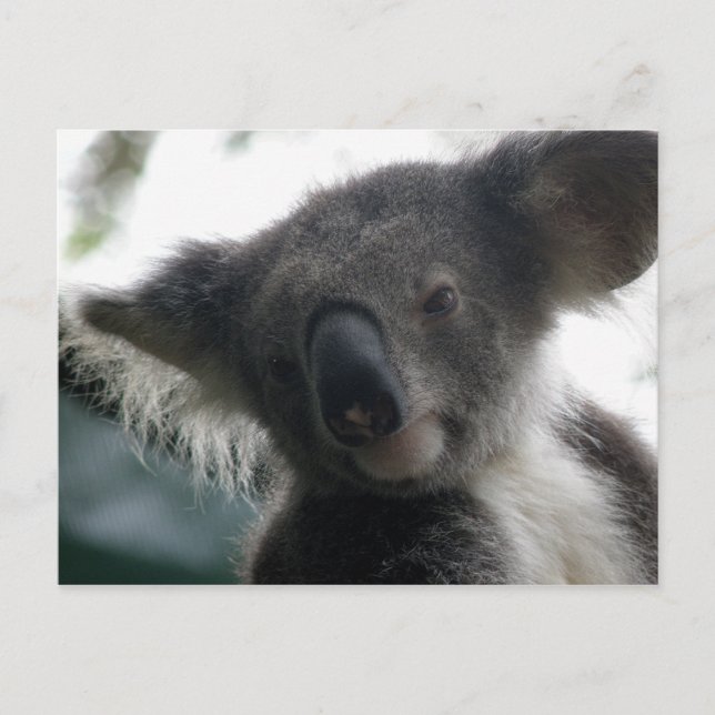 Postal Postcard Koalas QLD Australia (Anverso)