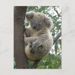 Postal Postcard Koalas QLD Australia