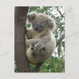 Postal Postcard Koalas QLD Australia