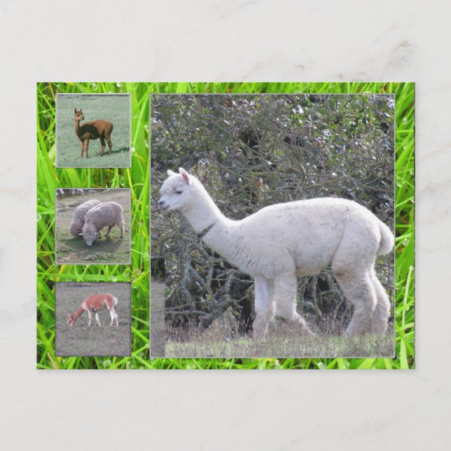 Postal Postcard - Lana en el pezón (Anverso)