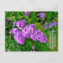 Postcard - Los Lilacs Púrpura del Parque Highland