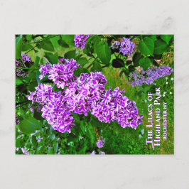Postal Postcard - Los Lilacs Púrpura del Parque Highland