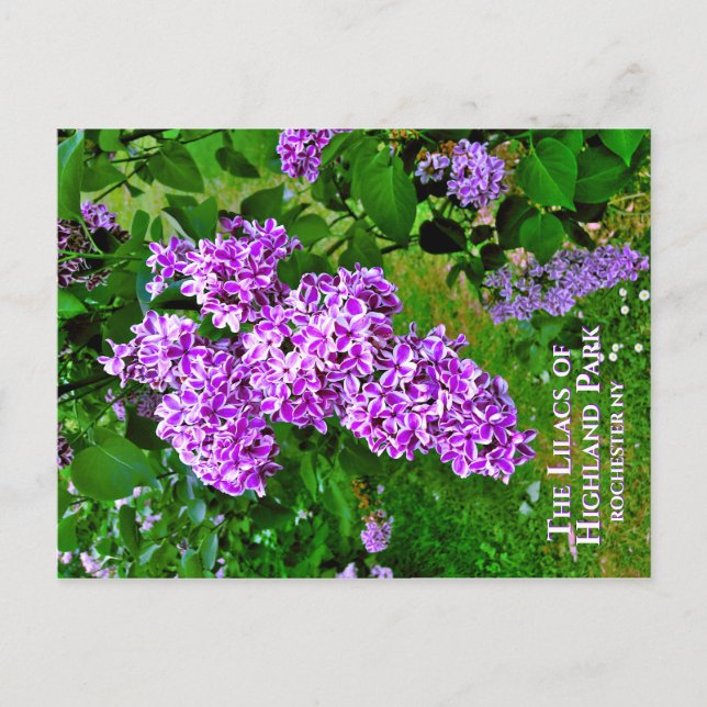 Postal Postcard - Los Lilacs Púrpura del Parque Highland (Anverso)