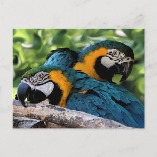 Postal Postcard/Macaws