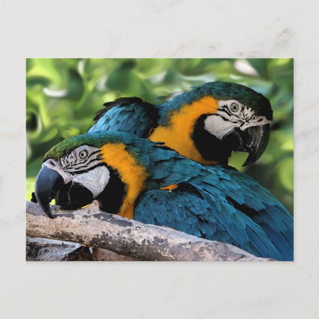 Postal Postcard/Macaws (Anverso)