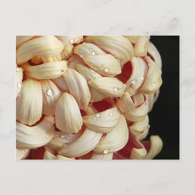 Postal Postcard mamá con gotas de agua (Anverso)