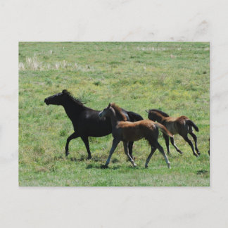 Postal Postcard - Mare & Fotogramas en ejecución