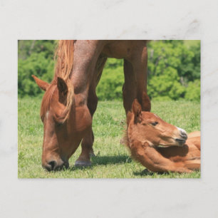 Postal Postcard mare y colt