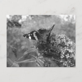 Postal Postcard - Mariposa almirante en blanco y negro