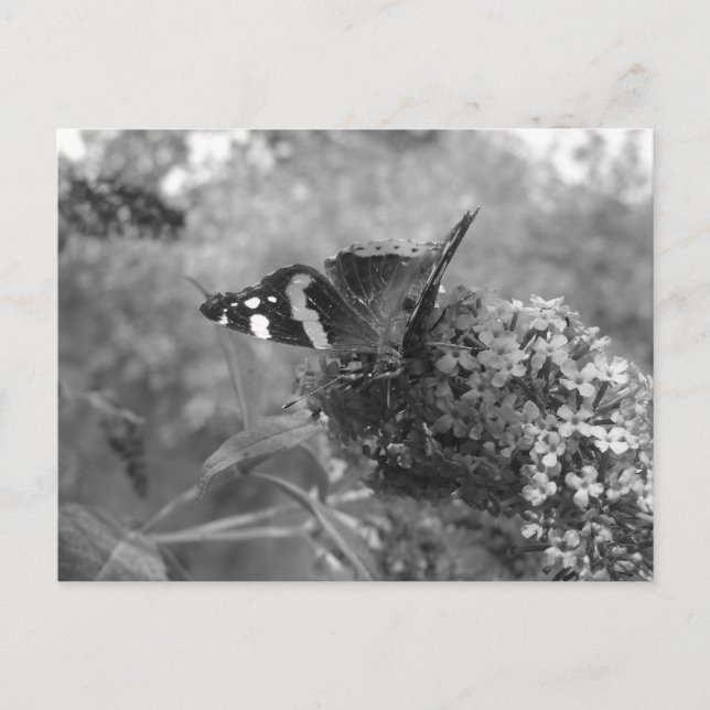 Postal Postcard - Mariposa almirante en blanco y negro (Anverso)