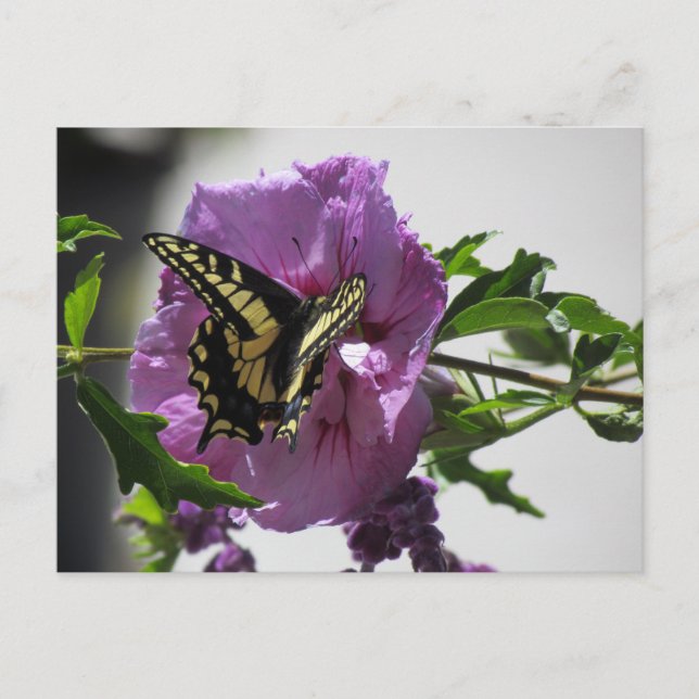 Postal Postcard - Mariposa de cola tragamonedas en flor (Anverso)