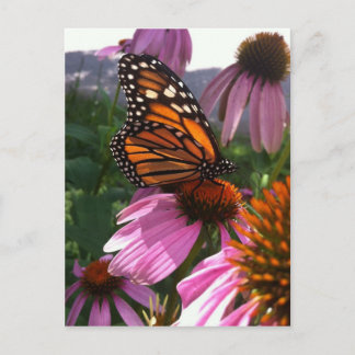 Postal Postcard - Mariposa monarca en Coneflower