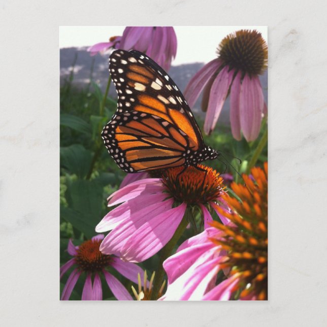 Postal Postcard - Mariposa monarca en Coneflower (Anverso)