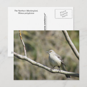 Postal Postcard - Mockingbird