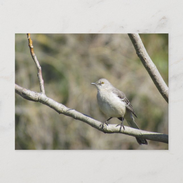 Postal Postcard - Mockingbird (Anverso)