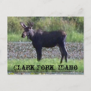 Postal POSTCARD ~ "Moose in the Meadow" - Clark Fork, ID