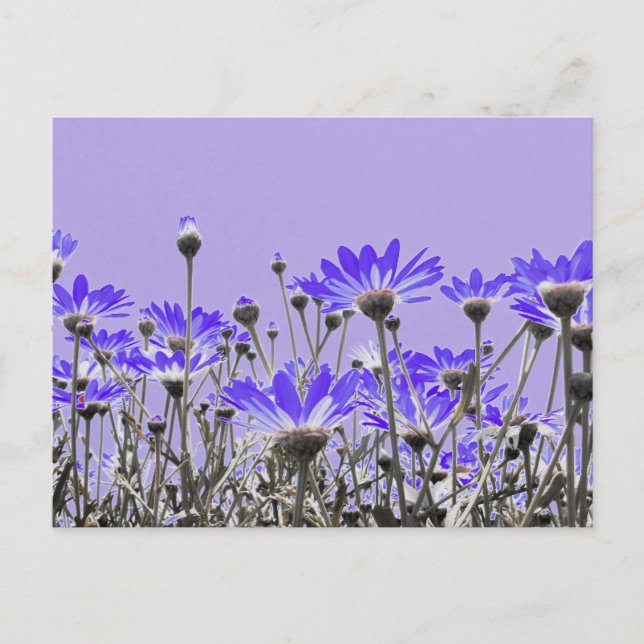 Postal Postcard morado (Anverso)