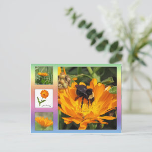 Postal Postcard - Naranja Calendula Flowers