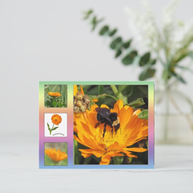 Postal Postcard - Naranja Calendula Flowers (Anverso de pie)