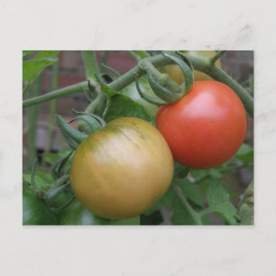 Postal Postcard naranja y tomates rojos