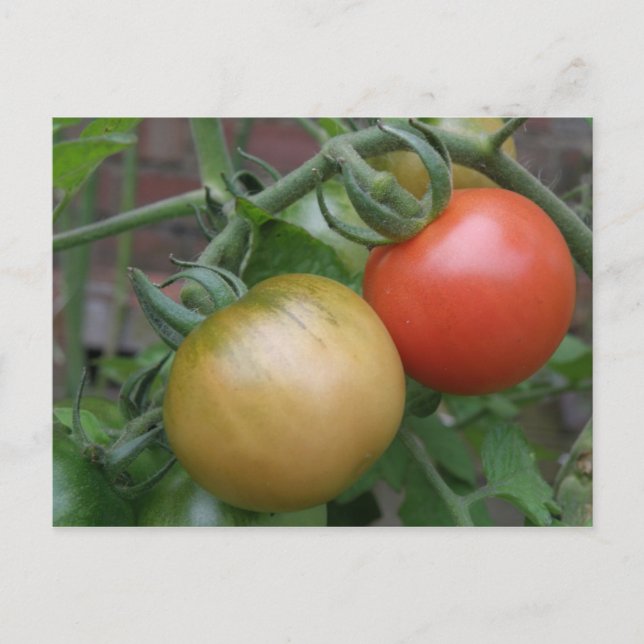 Postal Postcard naranja y tomates rojos (Anverso)