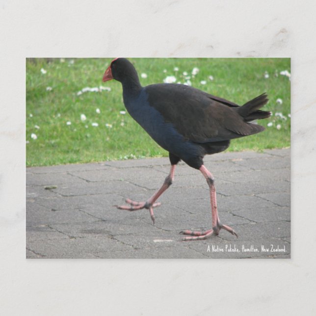 Postal Postcard, Native Pukeko, Hamilton, Nueva Zelandia (Anverso)