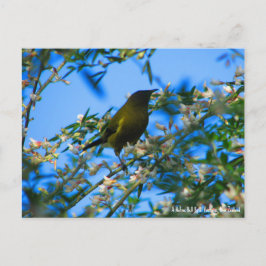 Postal Postcard, Nativo Bell Bird, Nueva Zelanda