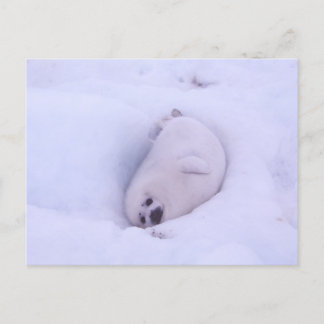 Postal Postcard of a seal stuck in the snow