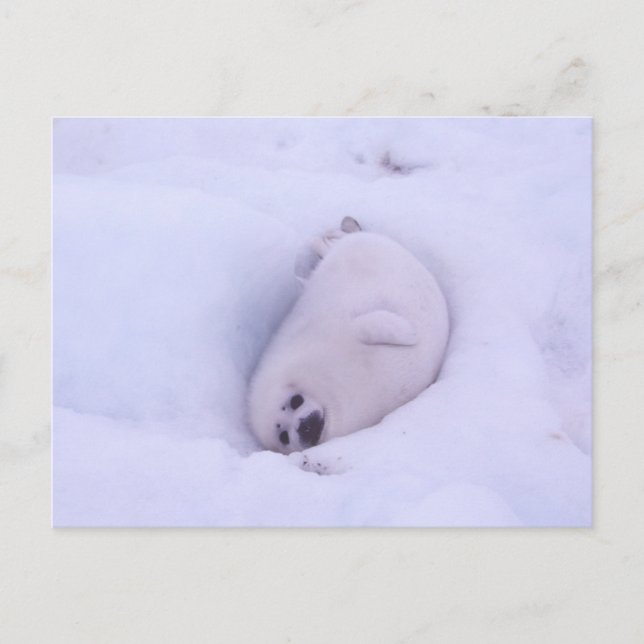 Postal Postcard of a seal stuck in the snow (Anverso)