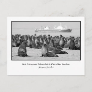 Postal Postcard of Seal Colony
