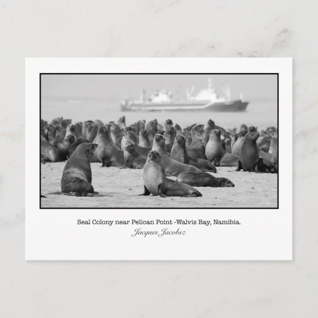 Postal Postcard of Seal Colony (Anverso)