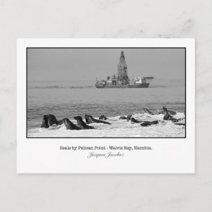 Postal Postcard of Seal Colony