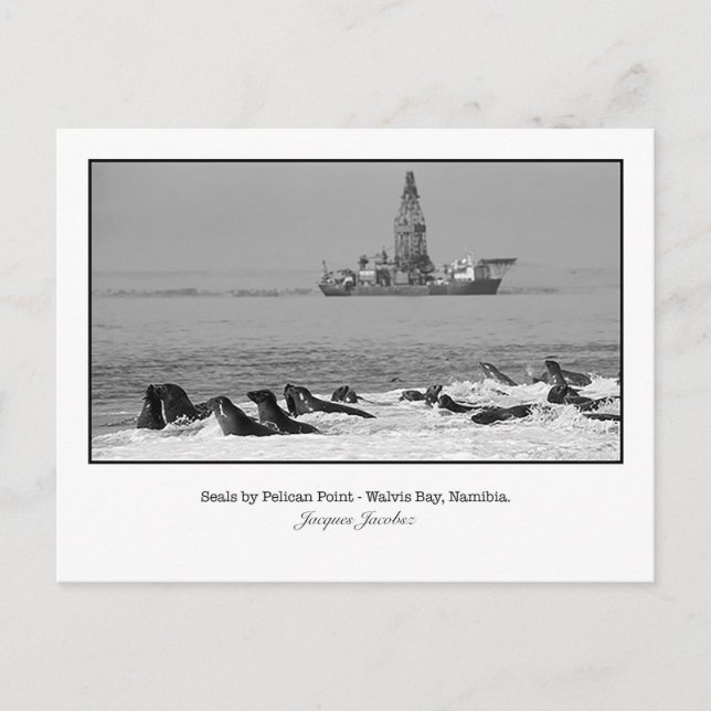 Postal Postcard of Seal Colony (Anverso)