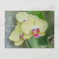 Postcard - Orquídea amarilla