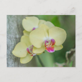 Postal Postcard - Orquídea amarilla