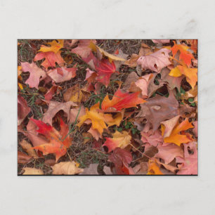 Postal Postcard/Otoño