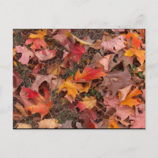 Postal Postcard/Otoño