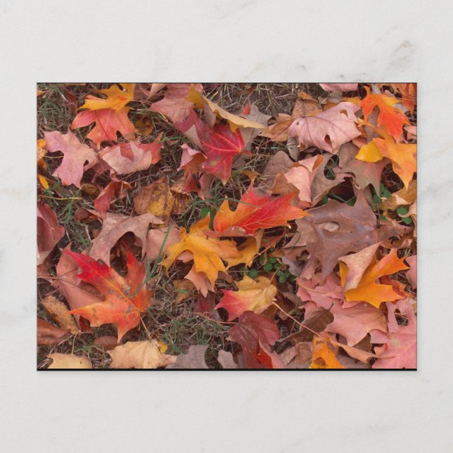 Postal Postcard/Otoño (Anverso)