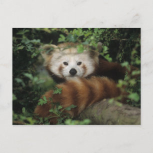 Postal Postcard - panda rojo